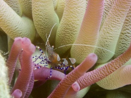 Spotted Cleaner Shrimp IMG 5939